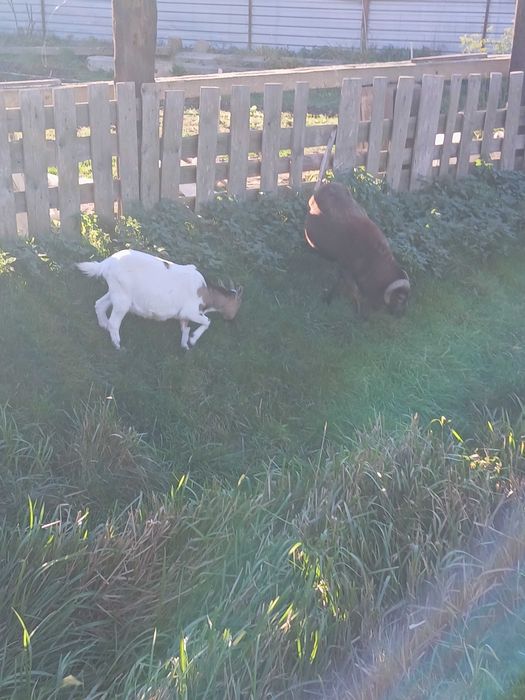 Sprzedam owce, baran kamerunsi