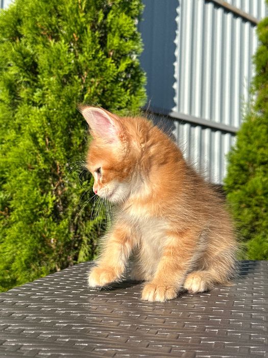 Leonardo-Kocurek Maine Coon
