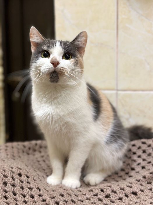 Дуже гарна киця шукає Дім!