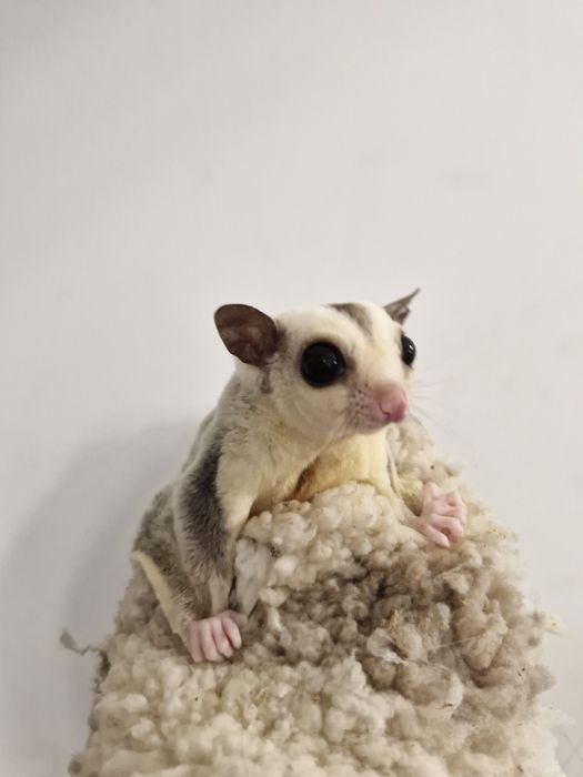 Lotopałanka Karłowata