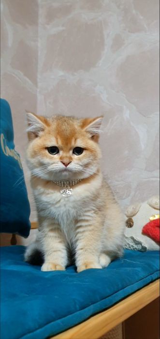 Золотий британський шиншила кошеня