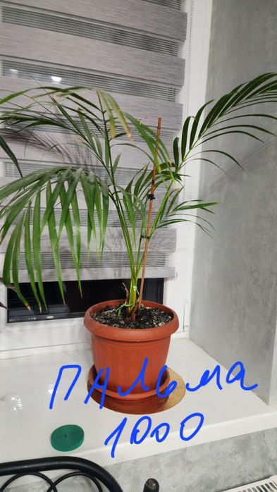 Вазони великі з горщиком