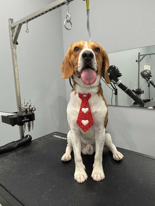 Beagle macho procura namorada