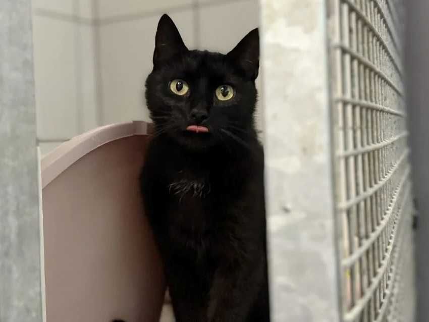 Karmel - młódka energiczna i lubiąca głaskanie po bródce