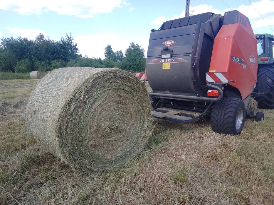 Siano bele 130-140cm