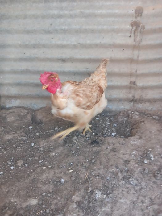 Vendo galinhas de pescoço pelado