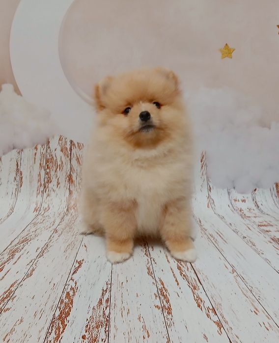 Рудий ведмедик в пошуках родини