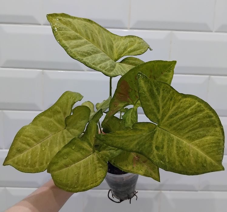 Сингоніум конфеті