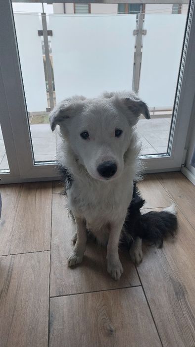 Oddam w dobre ręce Border Collie - 10 miesiecy