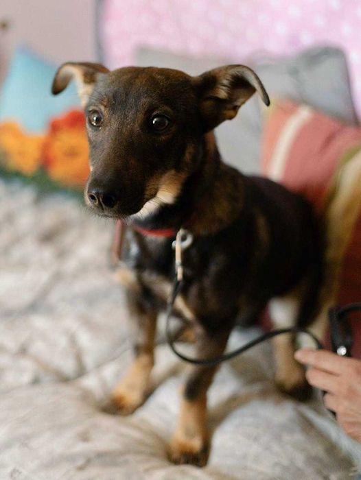 Suczka do adopcji ARIA