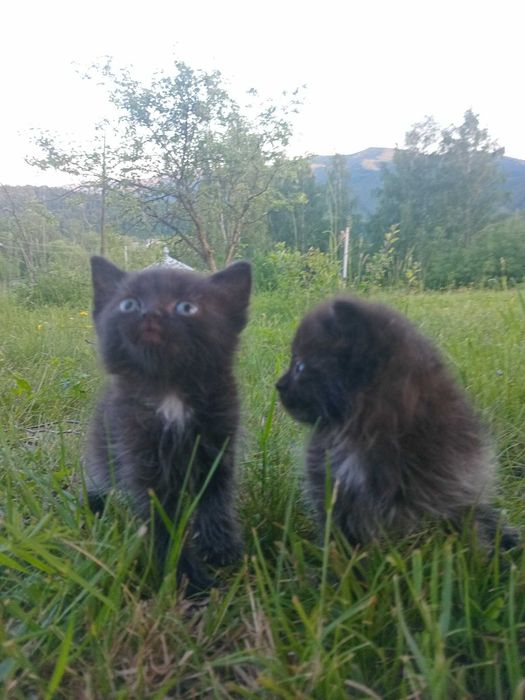 Шукають люблячу сім'ю,де є діти