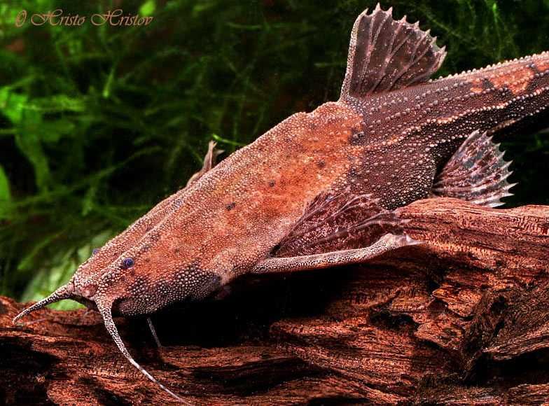 MISIEKZOO - Drewniak Dwubarwny tylko 12 zł