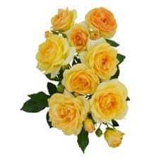 róża herbaciana rosa midnight