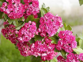 GŁÓG dwuszyjkowy szczepiony Paul's Scarlet 80-200 cm