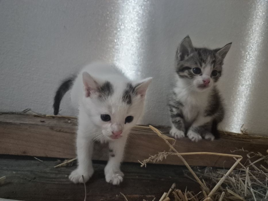 Oddam kotki za darmo