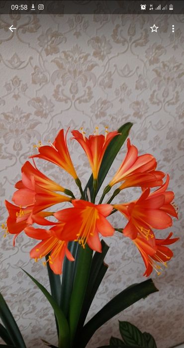 Продам вазон клівію.