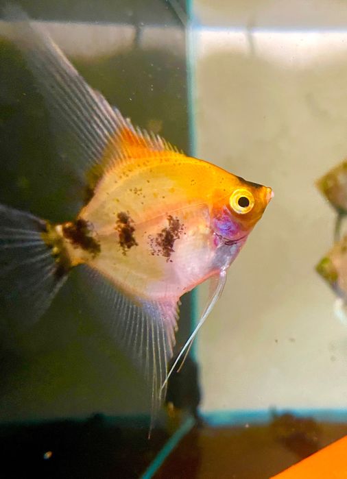 Pterophyllum Scalare - Red Devil (Koi) - A Grade - (Gm/g, S/S)