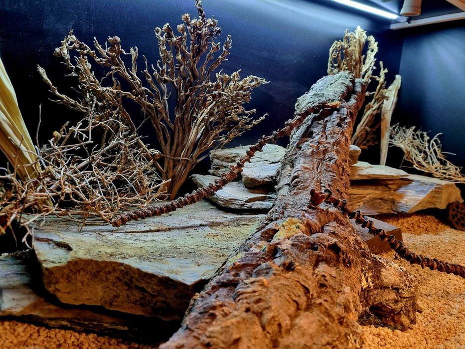 Terrarium 120x60x60 agama brodata gekon jaszczurka