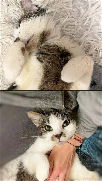 Kociak idealny szuka miłości :)