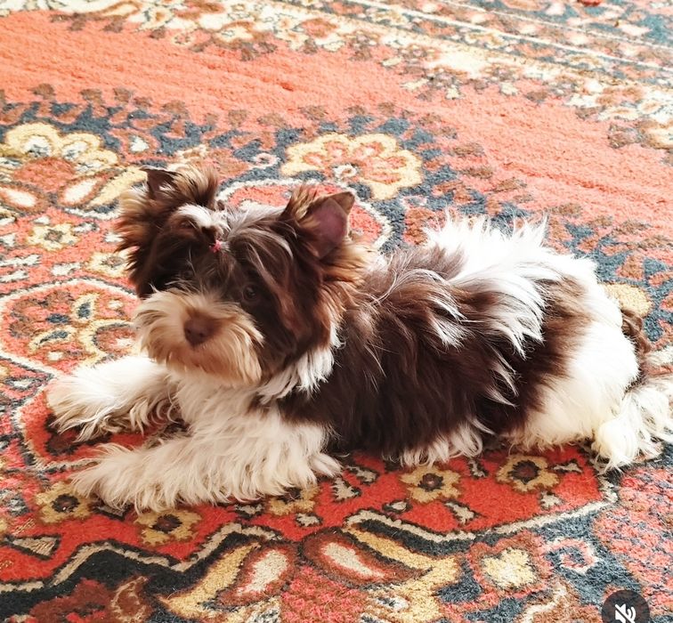 Біро йорк дівчинка