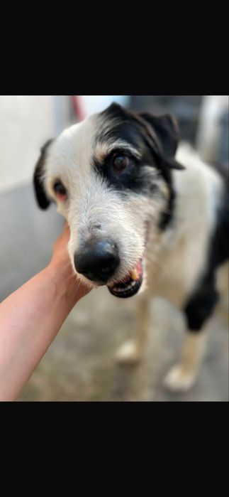 Cão para adoção responsável