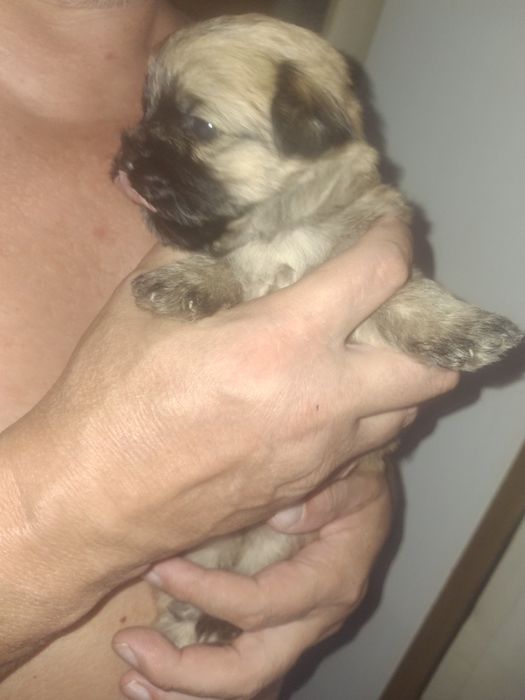 Pieski po matce shih tzu