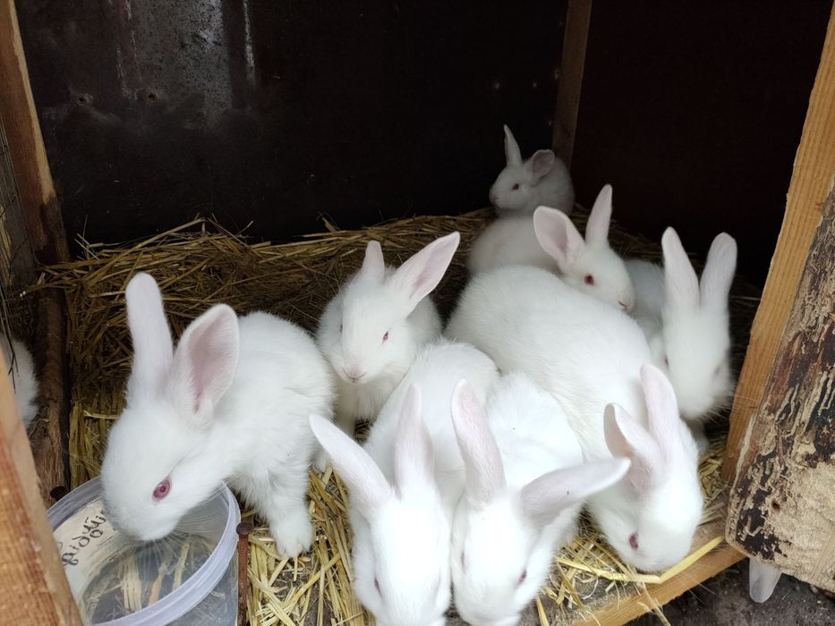 Кролики 1-3 месяца.