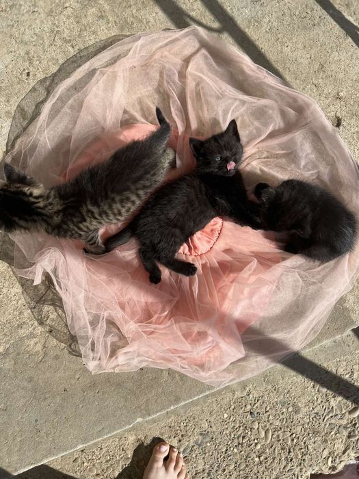 Віддам кошенят в добрі руки