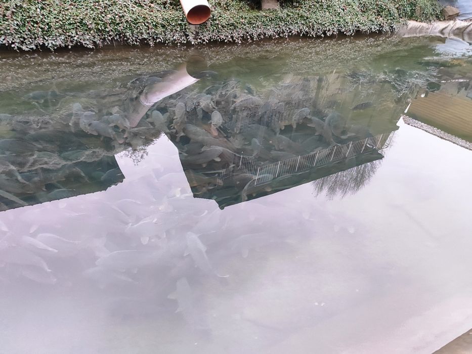 Pstrąg karp jesiotr łosoś sum wędzony z przydomowej hodowli