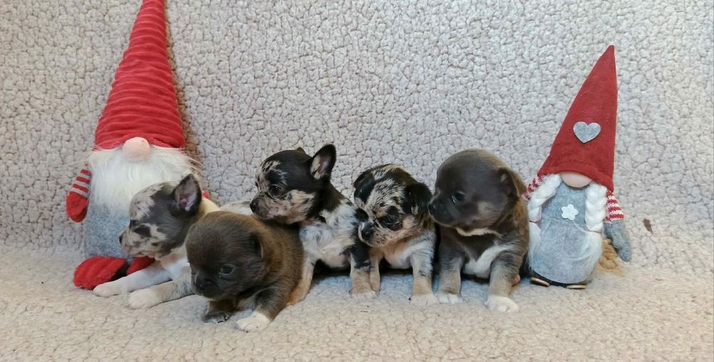 Chihuahua miniaturka śliczny