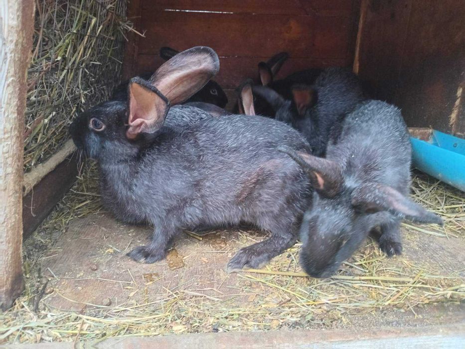 Кролі різних порід