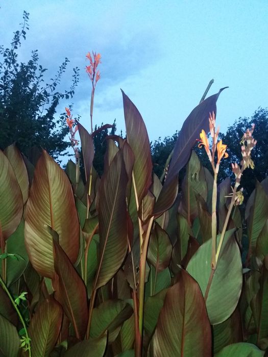 вуличні Канна Eric Neubert