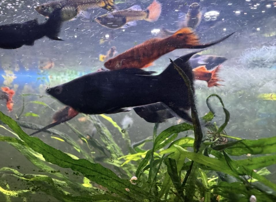 Sprzedam molinezje i mieczyki