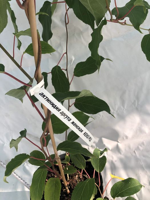 Актинидия 3 річна. Червоні та зелені плоди.