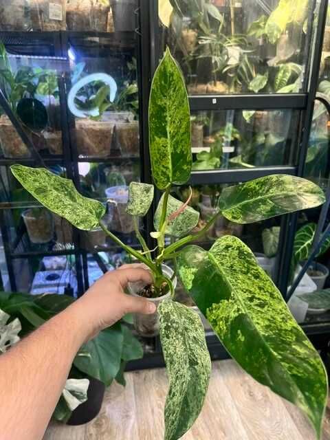 Philodendron Whipple Way mint