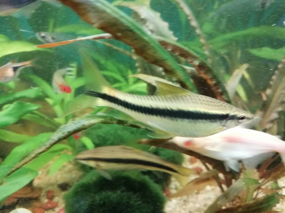 Rybki Kosiarki 3 sztuki ok 7cm  3 sztuki