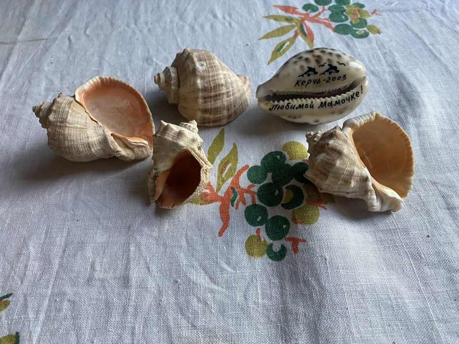 Ракушки, рапаны  морские