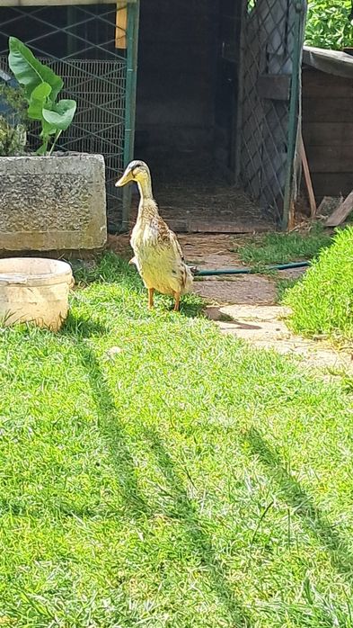 Para biegusów biegus indyjski kaczki