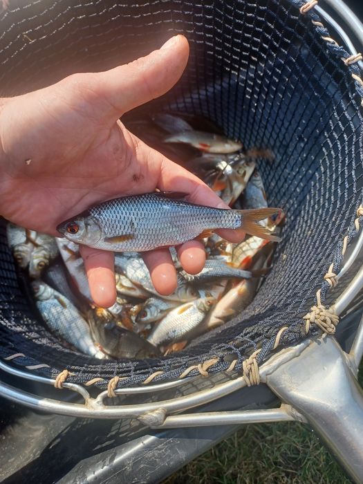 Karp narybek/kroczek. Lin,Amur,Płoć,Sandacz.