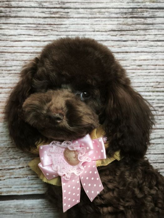 Хлопчик той пуделя