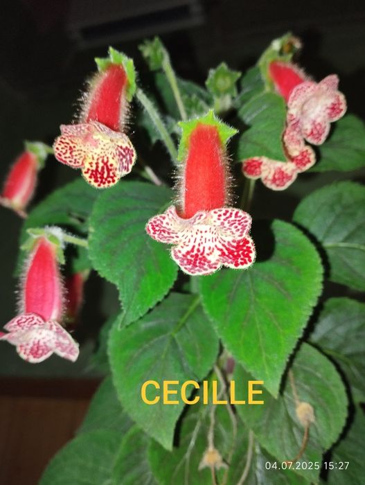 Колерія. Декілька сортів