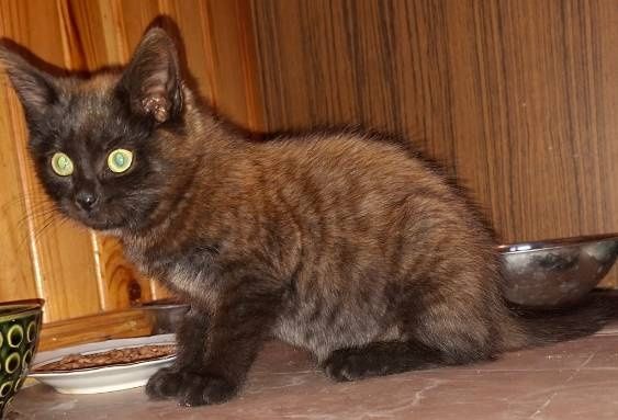 Trzymiesięczna Mrunia czeka na drugą szansę na życie