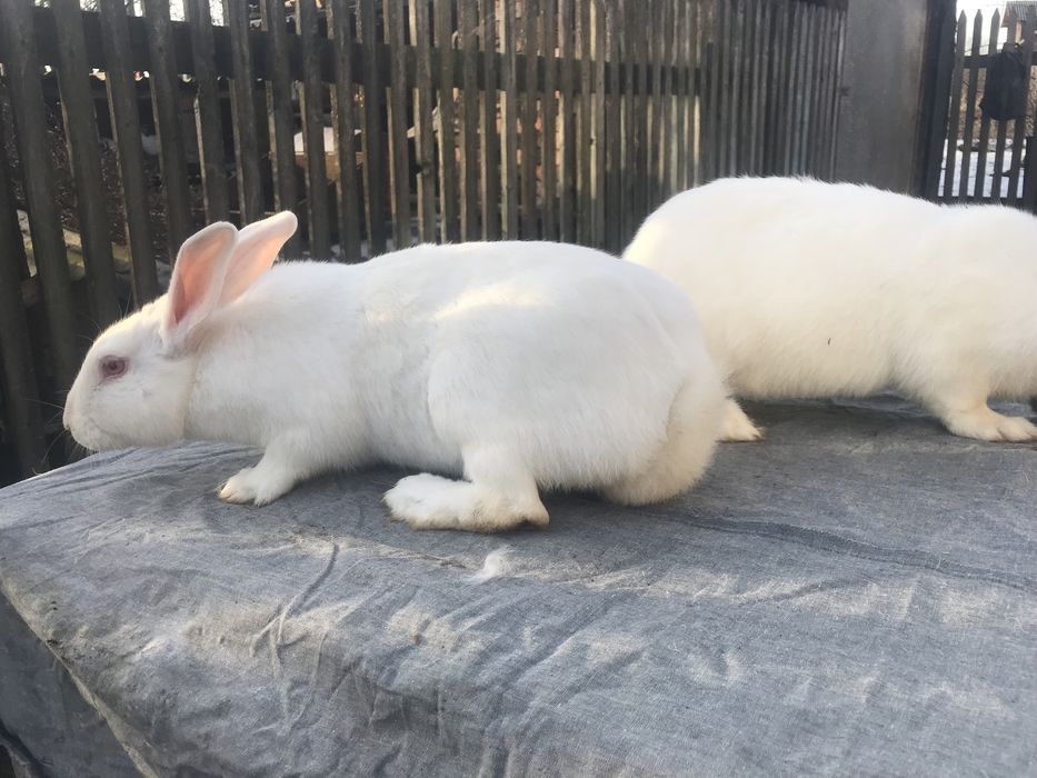 Корили Термонська біла (Термонці) ЧИСТОКРОВНІ