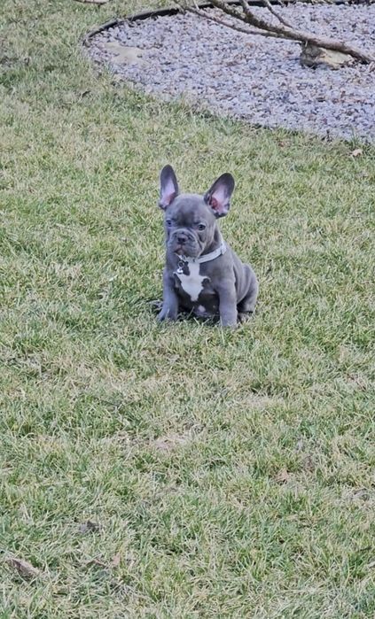 Французький бульдог, документи