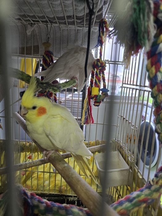 Casal de caturras