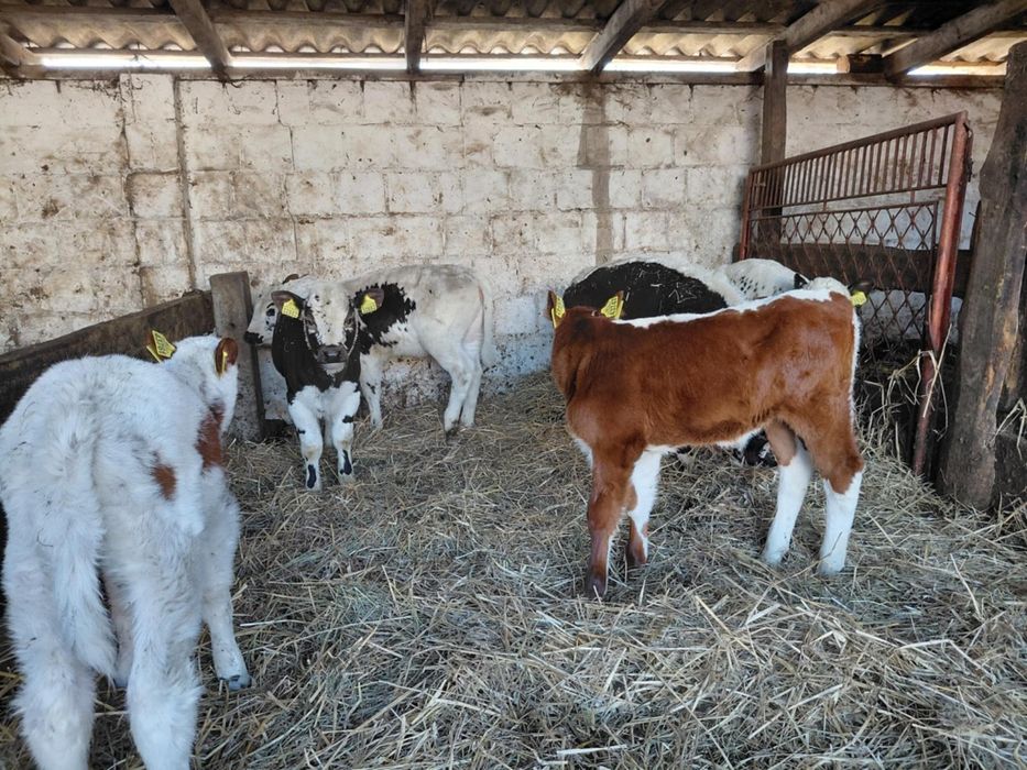 Sprzedam jałówki 100% białogrzbiet