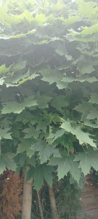 Sadzonki brzozy Klon akacja trawa miskanty