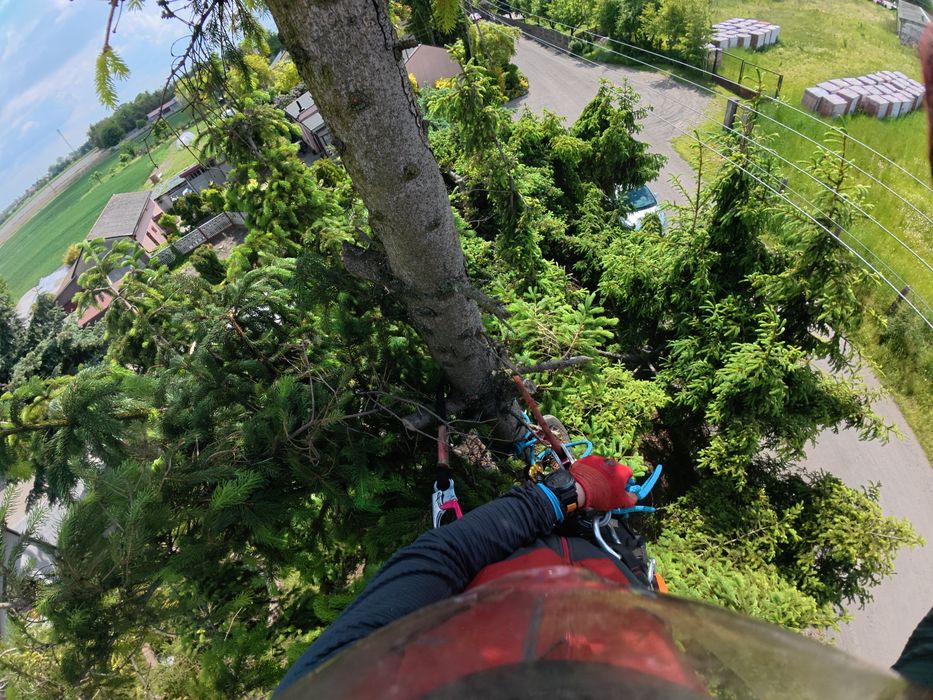 Alpinistyczna wycinka/pielęgnacja drzew Kujawsko-pomorskie