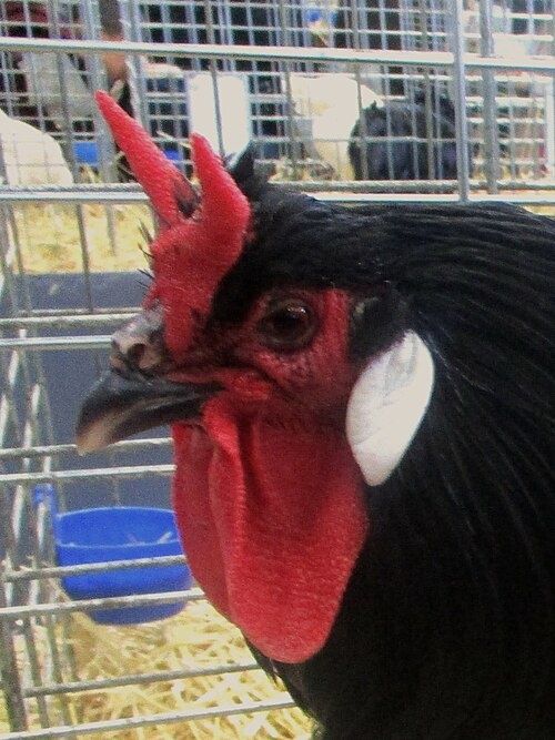 Кури породи Ла Флеш