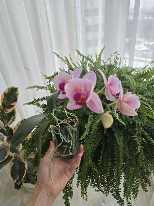 Орхідея метелик номер 5017 .